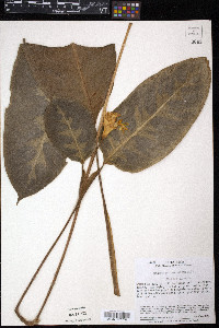 Image of Calathea warscewiczii