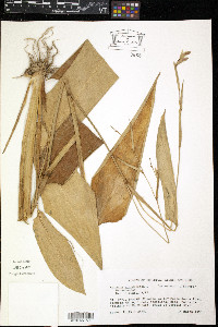 Maranta arundinacea image