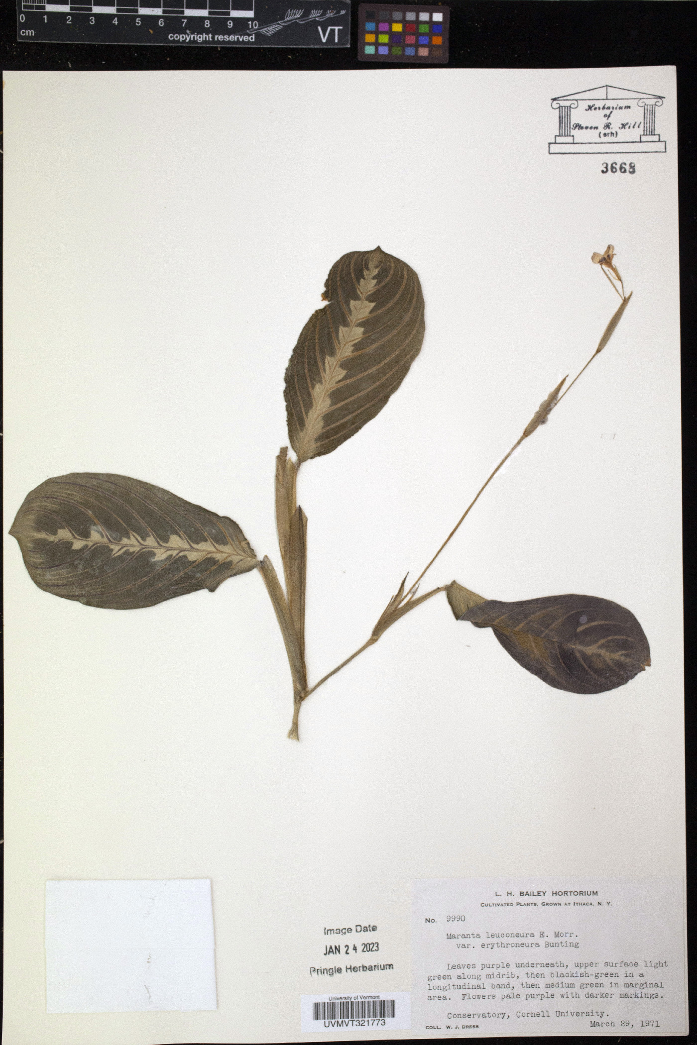 Maranta leuconeura image