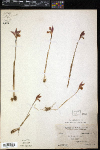 Arethusa bulbosa image