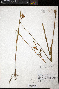 Calopogon barbatus image