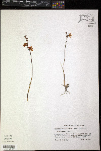 Calopogon barbatus image