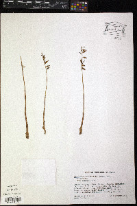 Corallorhiza odontorhiza image