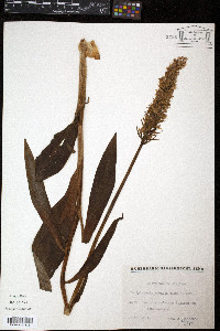 Dactylorchis fuchsii image