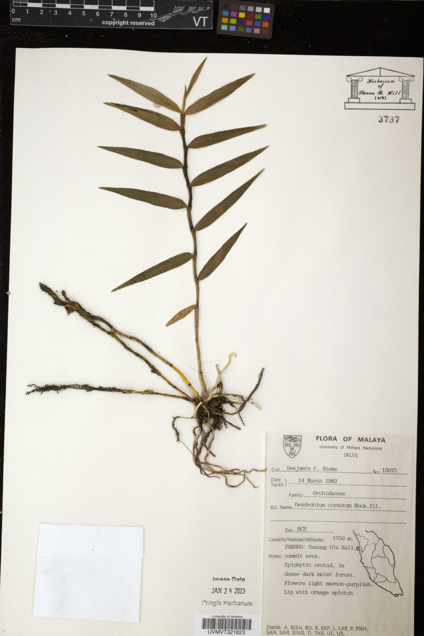 Dendrobium hasseltii image