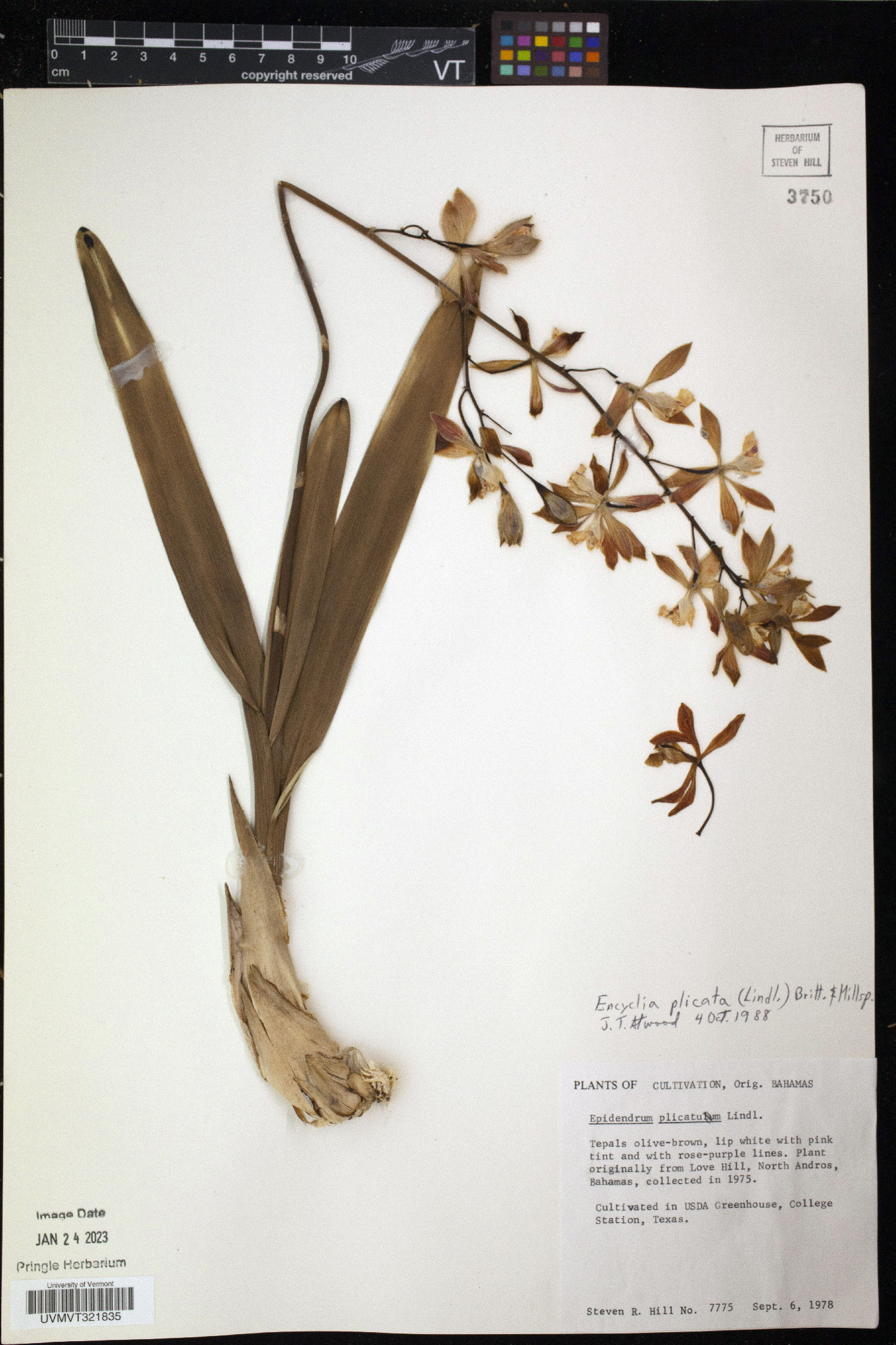 Encyclia plicata image