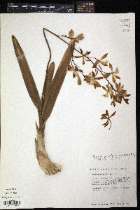 Encyclia plicata image