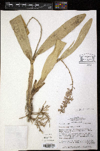 Prosthechea vespa image