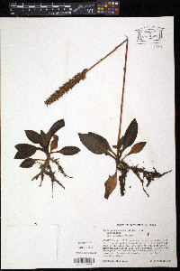 Goodyera pubescens image