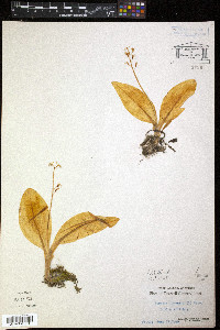 Liparis loeselii image