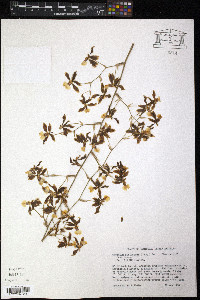 Oncidium altissimum image