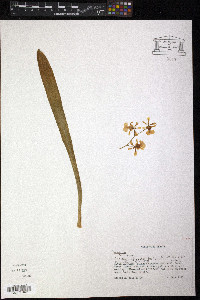 Oncidium obryzatum image