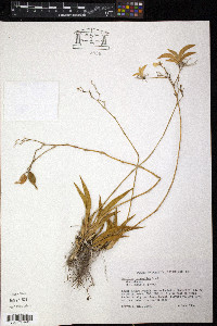 Tolumnia urophylla image