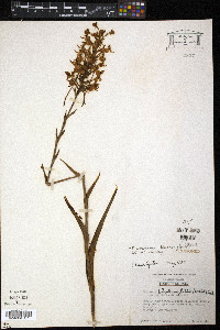 Platanthera blephariglottis image