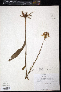 Platanthera ciliaris image