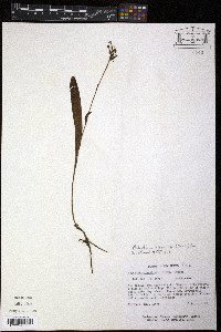 Platanthera clavellata image