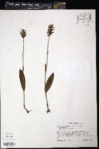 Platanthera clavellata image