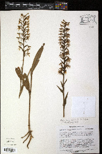 Platanthera lacera image