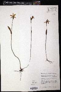 Pogonia ophioglossoides image