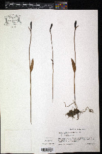 Pogonia ophioglossoides image