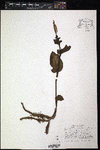 Psilochilus macrophyllus image