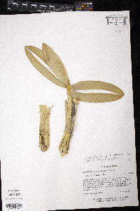 Myrmecophila brysiana image