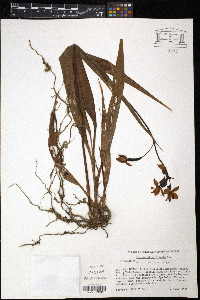 Spathoglottis plicata image