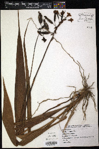 Spathoglottis plicata image