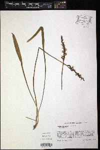 Spiranthes cernua image