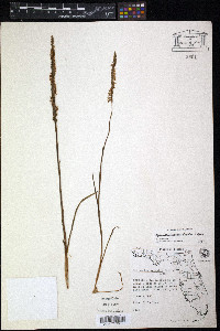 Spiranthes vernalis image