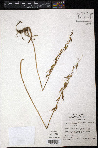 Tipularia discolor image