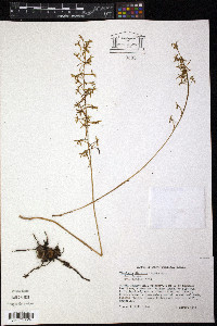 Tipularia discolor image