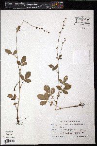 Agrimonia microcarpa image