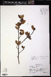 Amelanchier bartramiana image