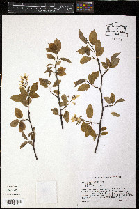 Amelanchier laevis image