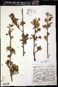 Amelanchier pallida image