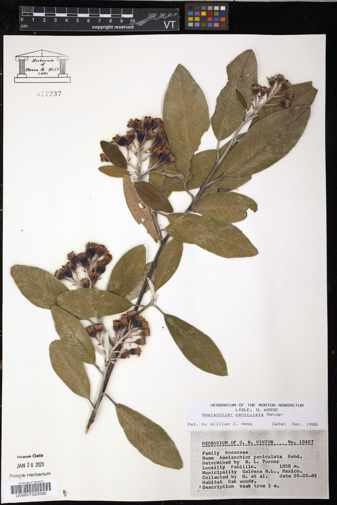 Amelanchier paniculata image