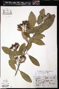 Image of Amelanchier paniculata