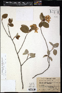 Amelanchier sanguinea image