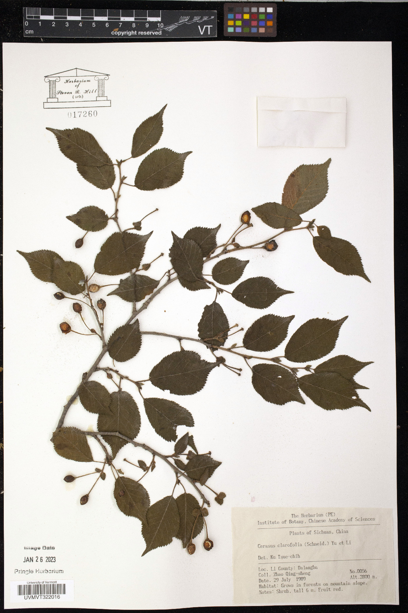 Prunus clarofolia image