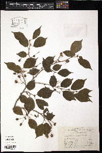 Prunus clarofolia image