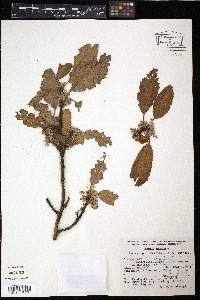 Cercocarpus macrophyllus image