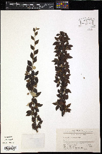 Cotoneaster dielsianus image