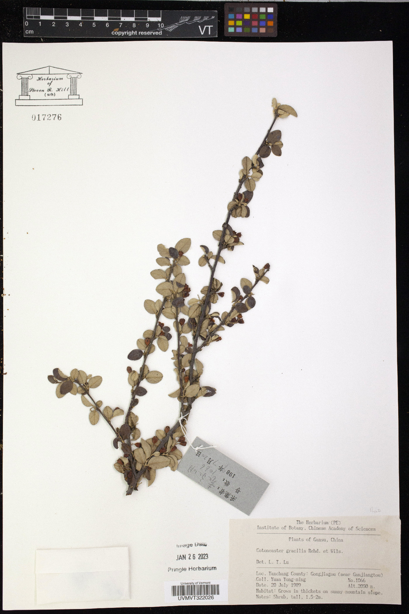 Cotoneaster gracilis image