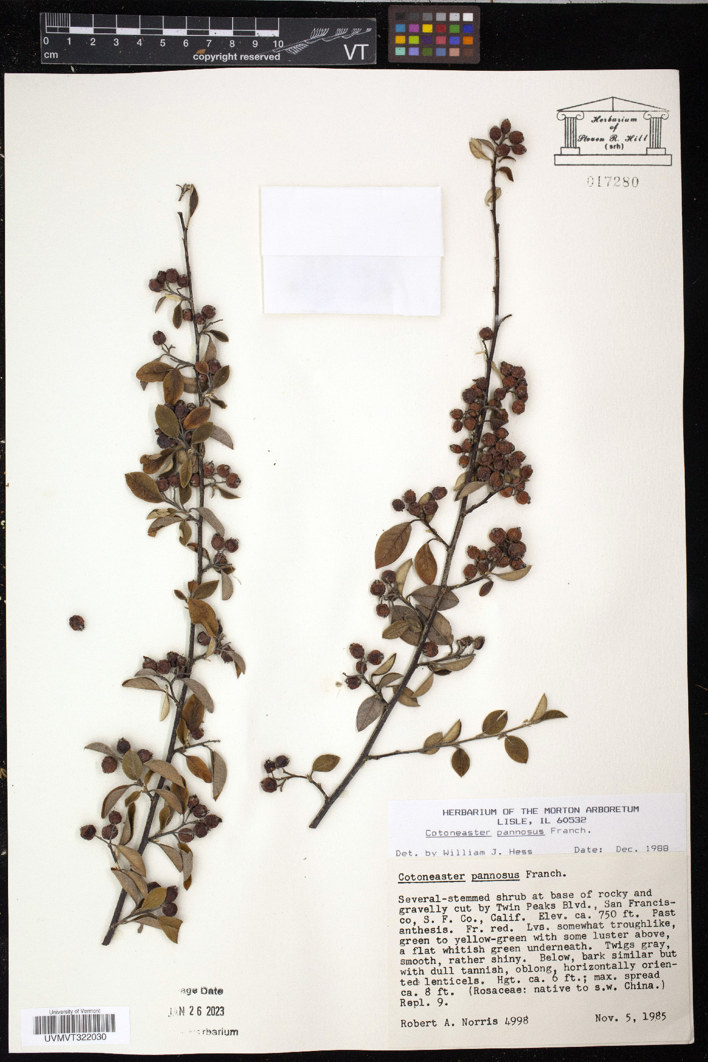 Cotoneaster pannosus image