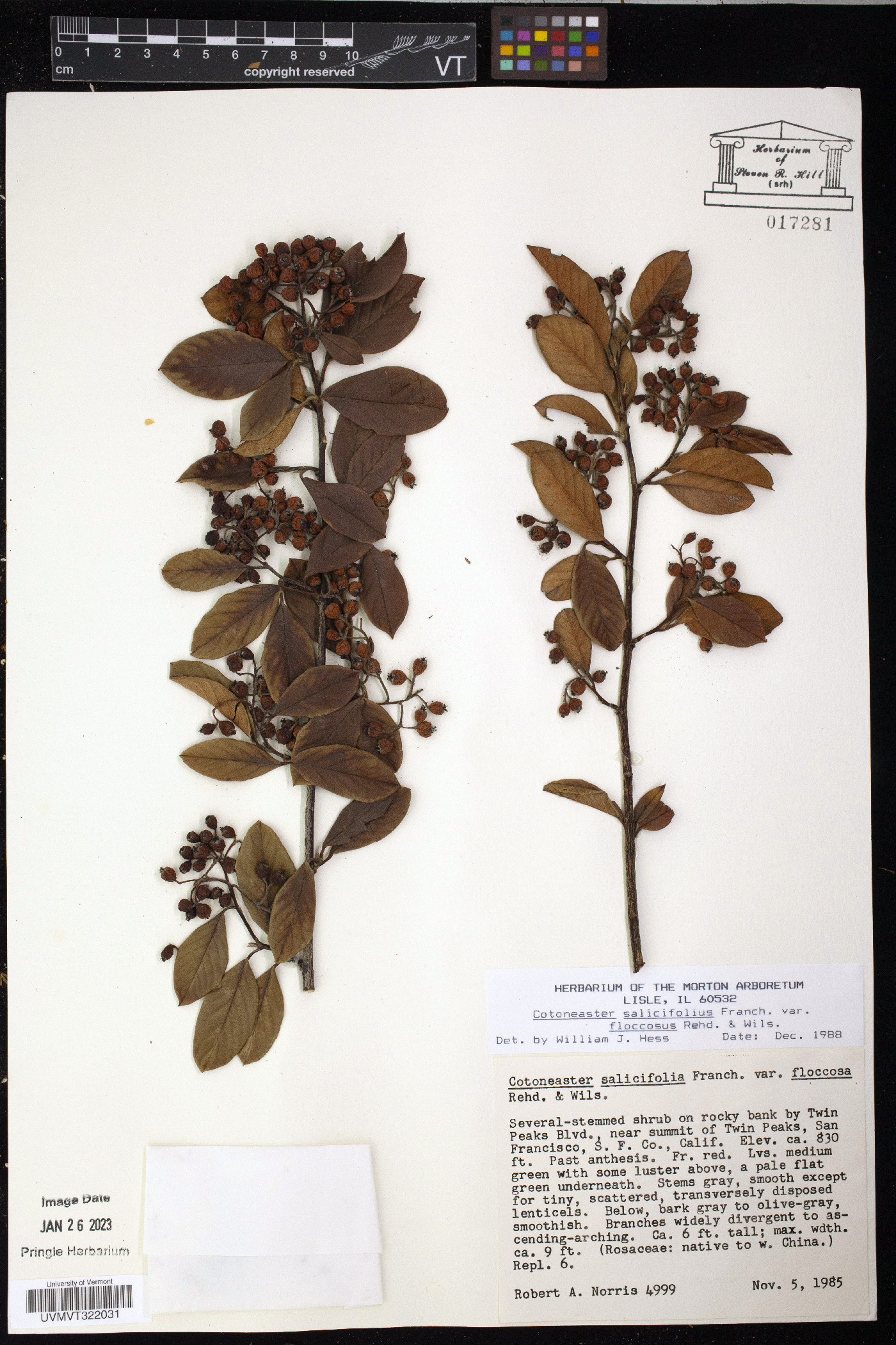 Cotoneaster salicifolius var. floccosus image