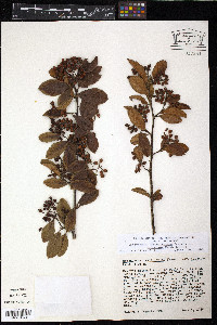 Cotoneaster salicifolius image