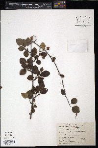 Cotoneaster soongoricus image