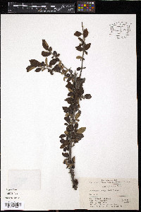 Cotoneaster tenuipes image