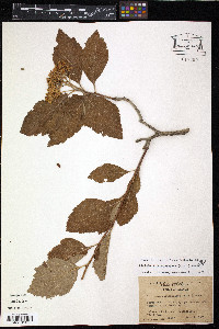 Crataegus calpodendron image